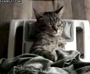 cat_massage.gif