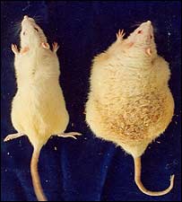 _40878137_fat4rats203.jpg