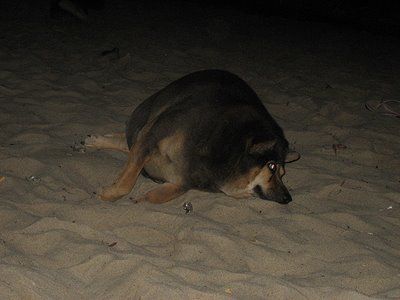 fat4.jpg