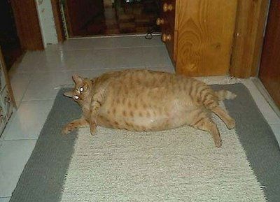 fat_animals6.jpg