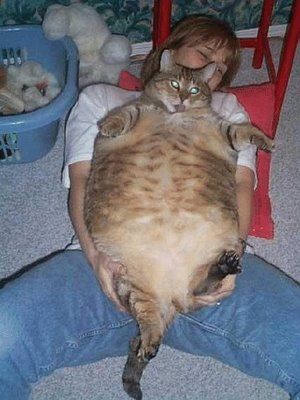 fat7.jpg