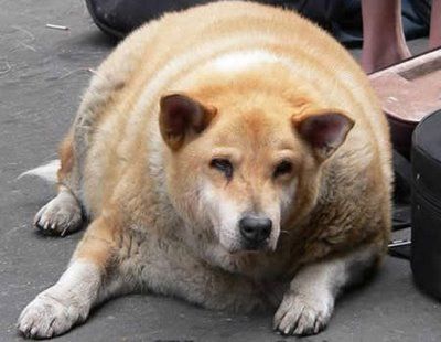 fat8.jpg