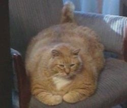 worlds-fattest-cat2.jpg
