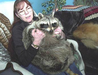 fat-raccoon3.jpg