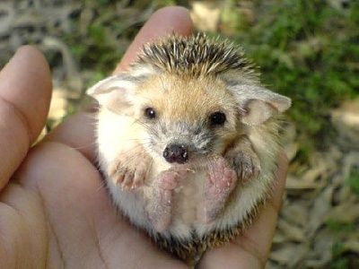 hog1.jpg