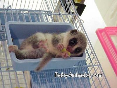 baby1.jpg