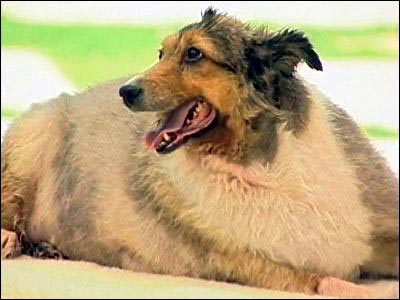 fatdogsessa.jpg