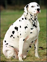 fatdogdal.jpg