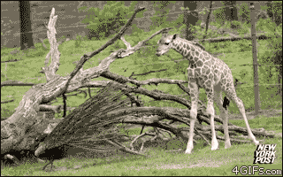 startled_giraffe.gif