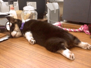 cats%20and%20dogs%20%281%29.png