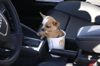 cats%20and%20dogs%20%282%29.png