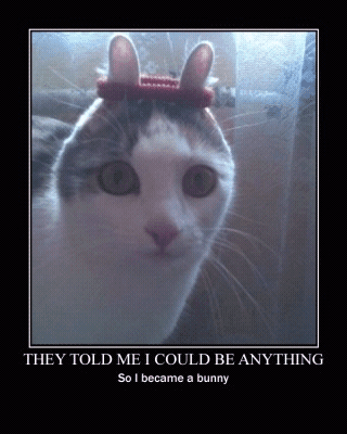 cats%20and%20dogs%20%283%29.png