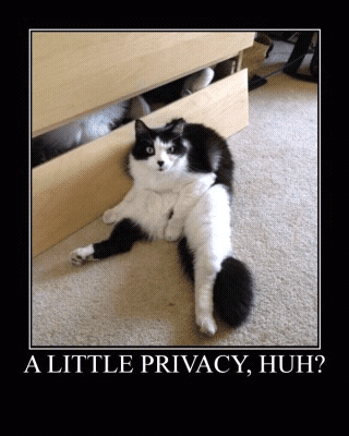 cats%20and%20dogs%20%284%29.png