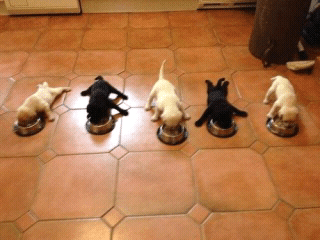 cats%20and%20dogs%20%287%29.png