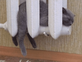 cats%20and%20dogs%20%289%29.png