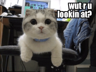 cats%20and%20dogs%20%2811%29.png