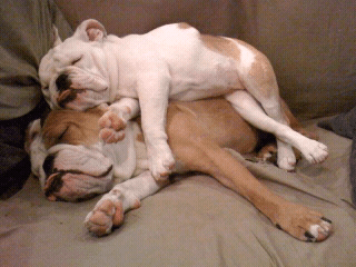 cats%20and%20dogs%20%2812%29.png