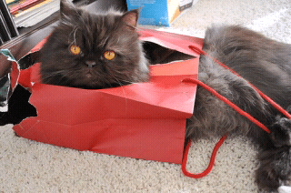 cats%20and%20dogs%20%2813%29.png