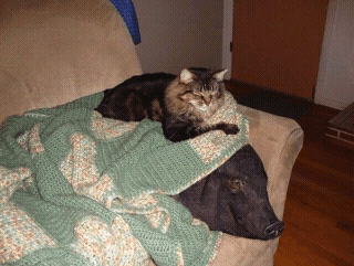 cats%20and%20dogs%20%2815%29.png