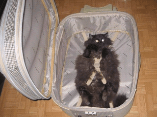 cats%20and%20dogs%20%2820%29.png