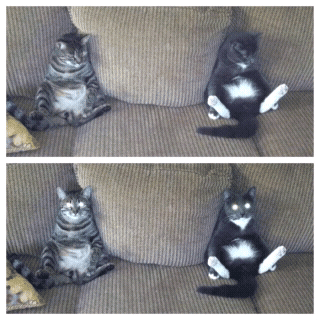 cats%20and%20dogs%20%2823%29.png