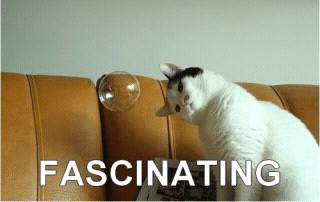 cats%20and%20dogs%20%2825%29.png
