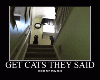cats%20and%20dogs%20%2826%29.png