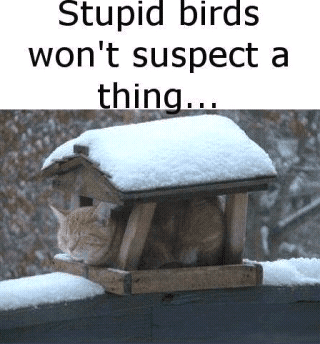cats%20and%20dogs%20%2828%29.png