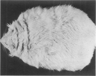 fatty2.jpg