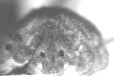 fatty4.jpg