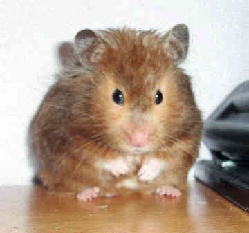 ham2.jpg