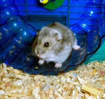 ham3.jpg