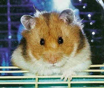 ham4.jpg