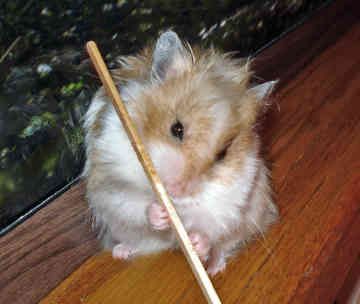 ham5.jpg