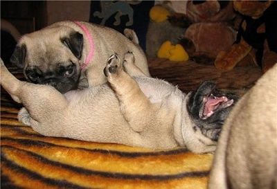 doggieporn.jpg