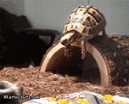 turtle_dive.gif
