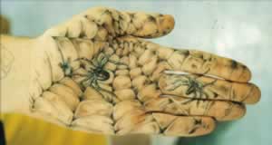 a65_spider.jpg