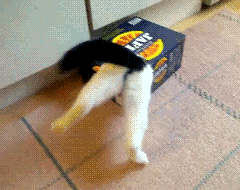 cat_stuck_in_box.gif
