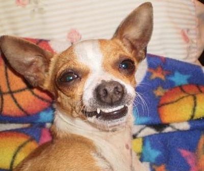 happy-20doggy-20smiles-20-281-29.jpg