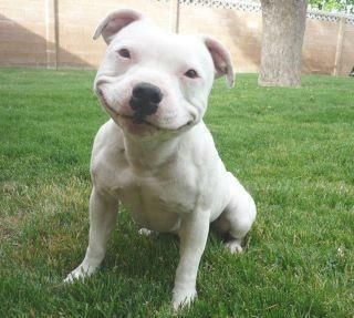 Happy%20Doggy%20Smiles%20%283%29.jpg