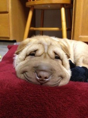 Happy%20Doggy%20Smiles%20%285%29.jpg