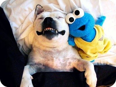 Happy%20Doggy%20Smiles%20%287%29.jpg