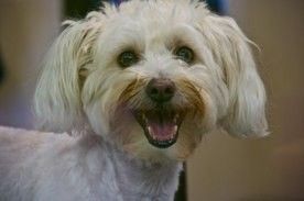 Happy%20Doggy%20Smiles%20%2811%29.jpg