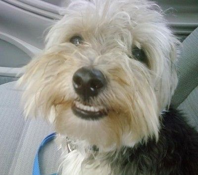Happy%20Doggy%20Smiles%20%2815%29.jpg