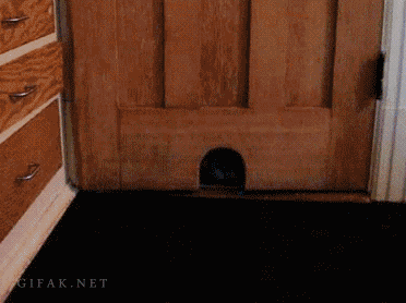 stuck_in_the_kitty_door.gif