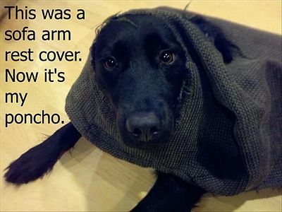 dog-20shaming-20-281-29.jpg