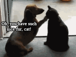 lPrCpz8.gif