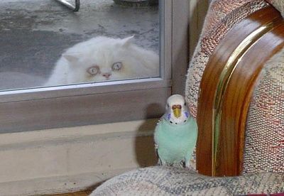 cat-hungry.jpg