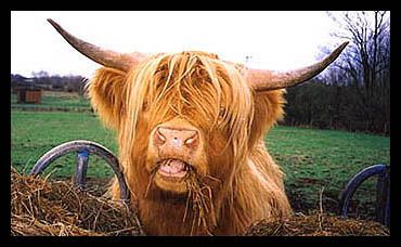 cow1.jpg