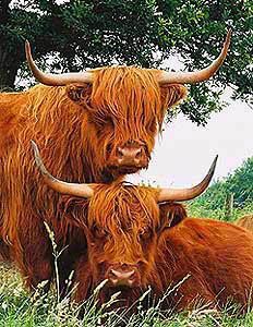 cow2.jpg